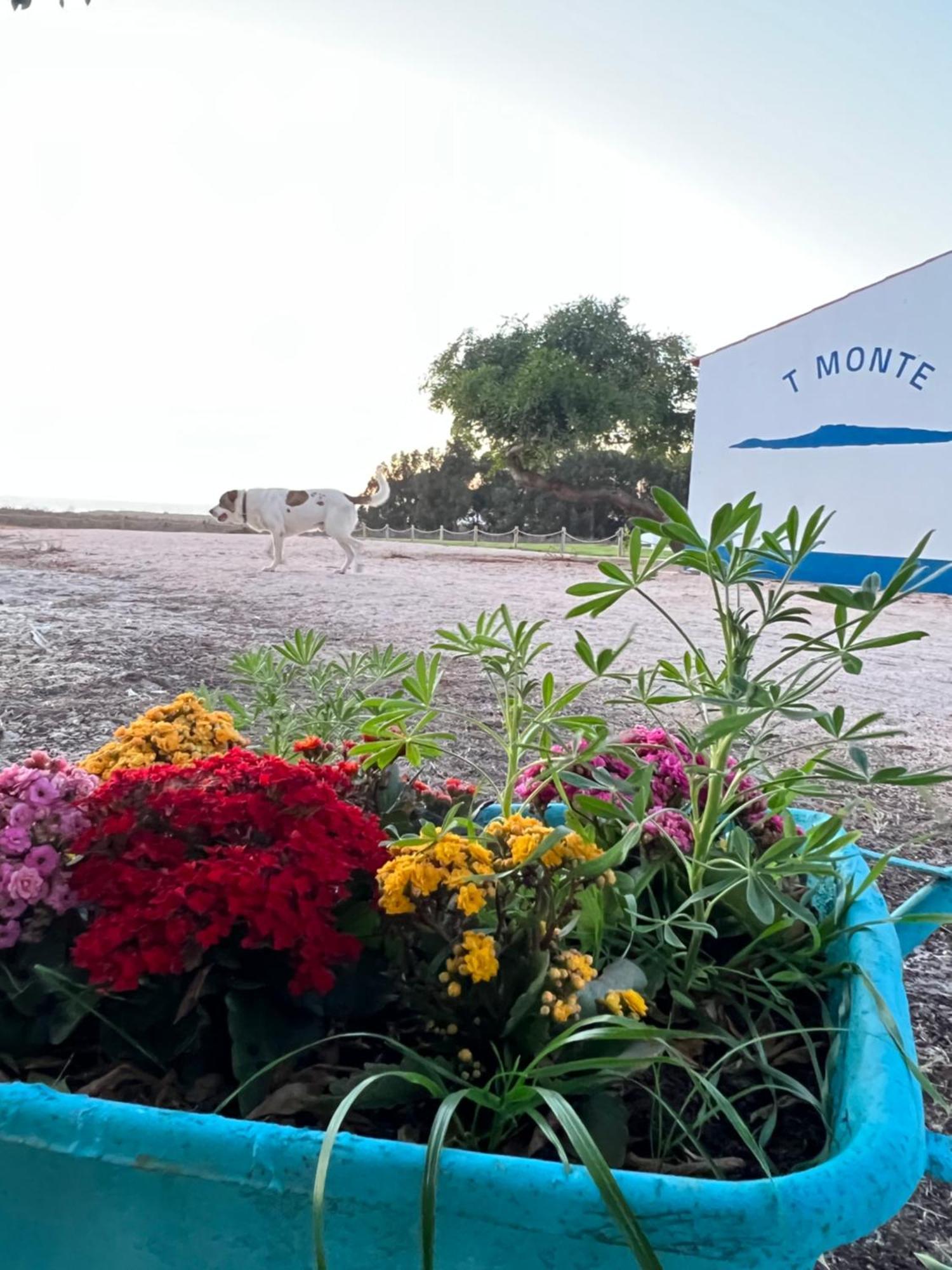 Villa T Monte Porto Covo Esterno foto